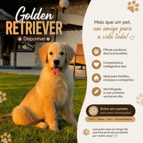 Golden Retiever