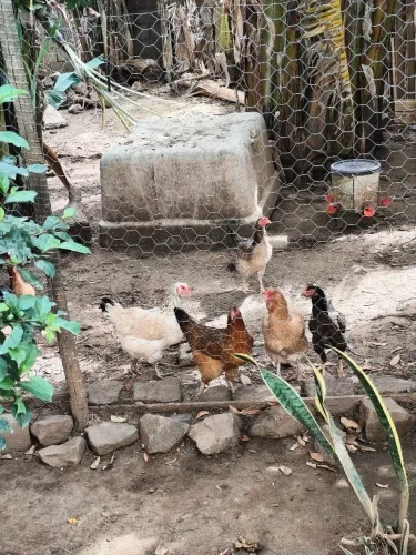 Galinhas caipira