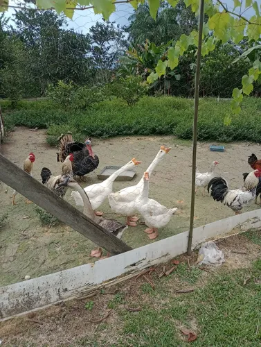 Vendo 4 ganço