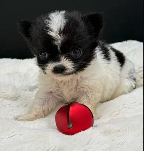Chihuahua: Últimos filhotes disponível