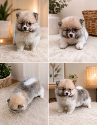 Machinho Lulu da Pomerania