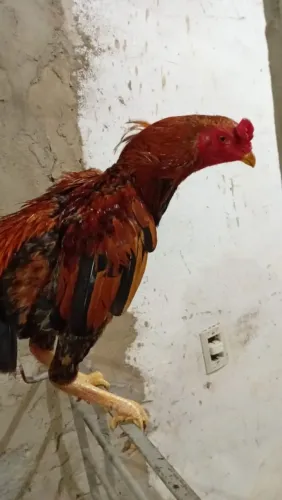Galo de raça