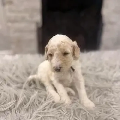 Poodle,Poodle Filhote Pronto Para Novo Lar
