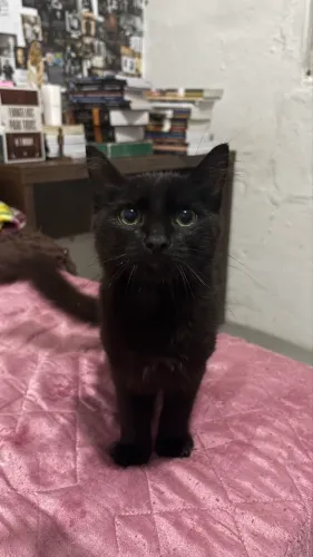 Doando Gatinhos