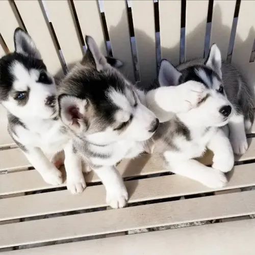 Husky siberiano charmoso 