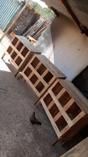 Vendo ninhos pra galinha