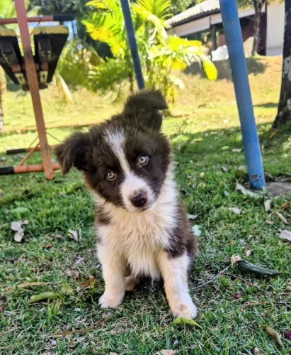 LINDOS FILHOTES DE BORDER COLLIE