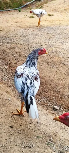 Galo
