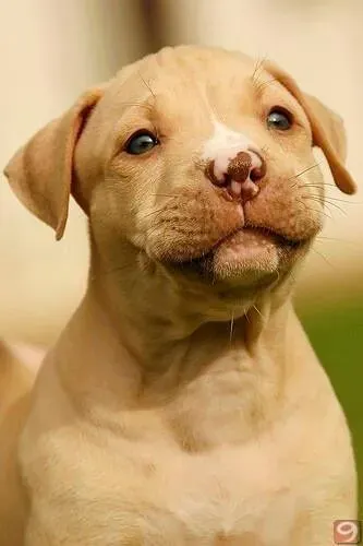 Pitbull - O Candidato Perfeito Para Ser Melhor Amigo 