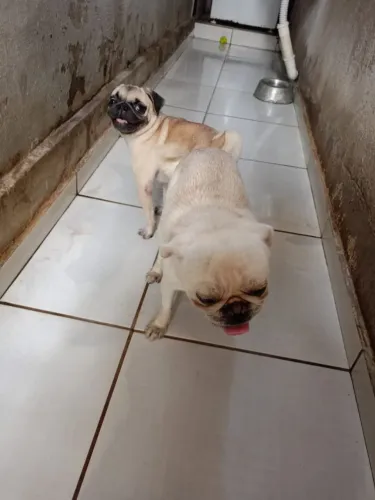 Pug pra cruza