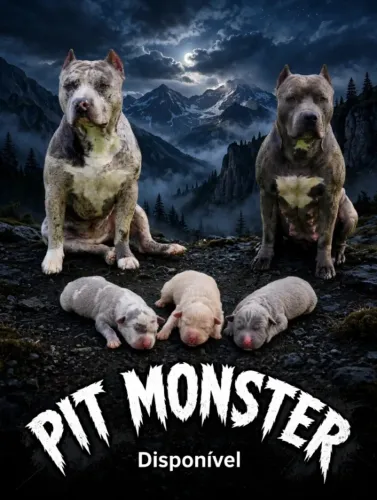 Pit Bull R$700.oo
