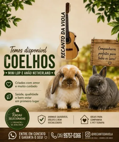 Coelho anão netherland | mini lop