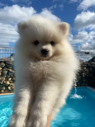 Spitz Alemão, MACHO!