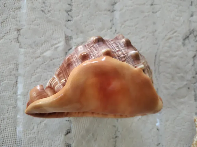Concha marinha