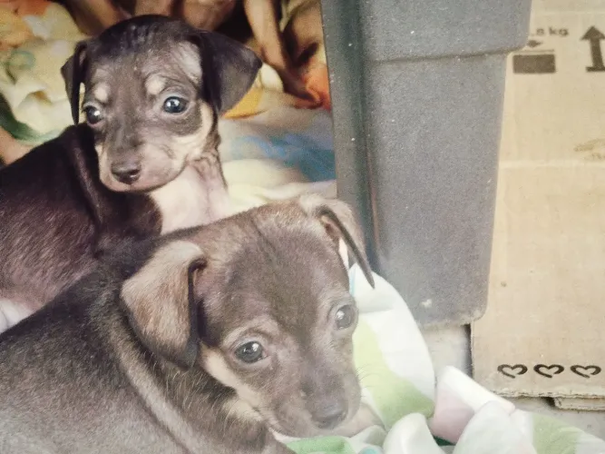 Filhotes de Pinscher 1 mês , favor chamar só se realmente tiver interesse 