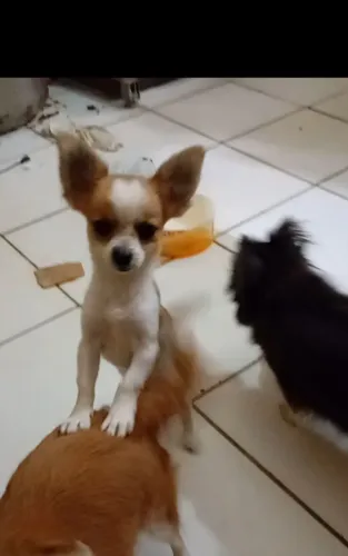 Chihuahua macho pelo longo CBKC