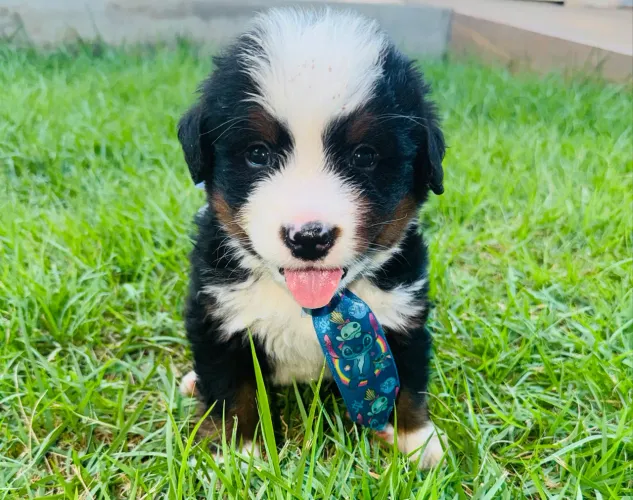 Filhote macho de Boiadeiro Bernês 