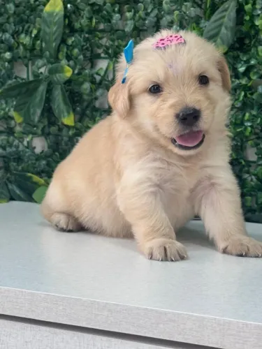 Golden lindo vacinado