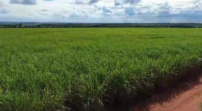 Fazenda à venda, 224 alqueires, 208 alqueires em plantação de cana inclusive arrendada na