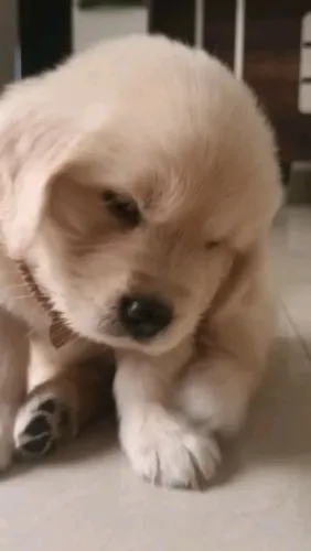 Golden Retriever maravilhosa