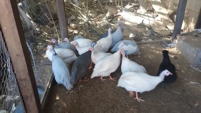Galinha D'angola Branca