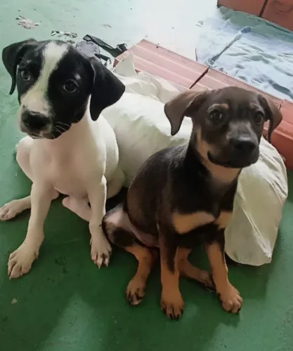 Duas adoráveis filhotes de cachorro