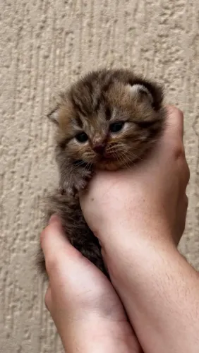Filhote de British Tabby