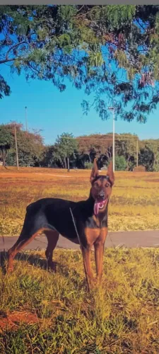 Dorbema puro Direto de Brasília temos um casal disponível 4 meses * esse é guada