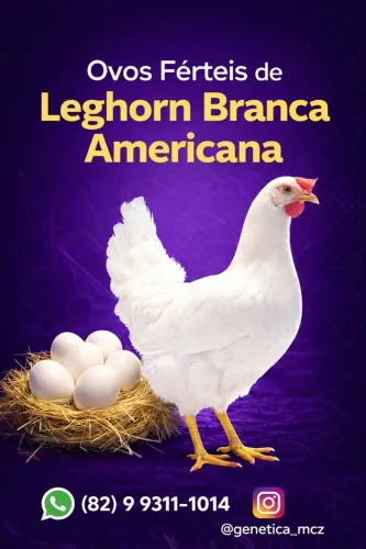 Ovos Férteis de Leghorn Branca Americana