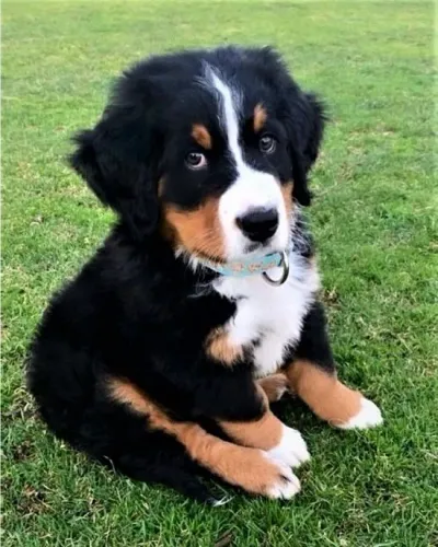 Bernese Mountain Um afeto que cresce na convivência