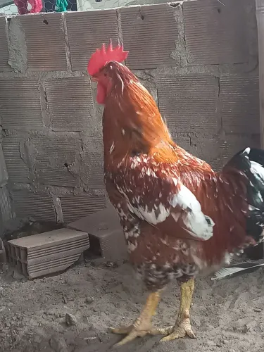 Gsb balão