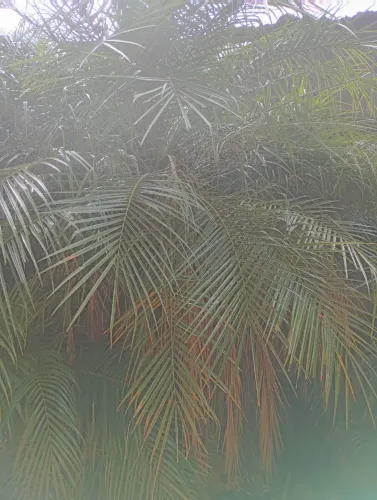 Fenix planta 