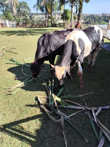 Vaca primeira cria.