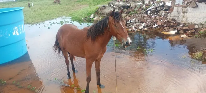 pordo