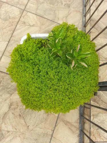 Vaso de Plantas