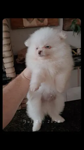 Spitz Alemão Macho Braco
