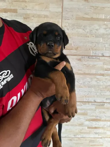 VENDO LINDOS FILHOTES DE ROTTWEILER CABEÇA DE TOURO