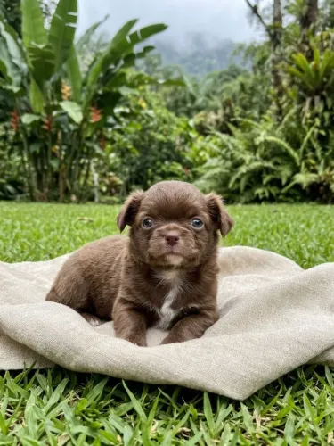 Filhote de Chihuahua Pelo Longo Macho Chocolate