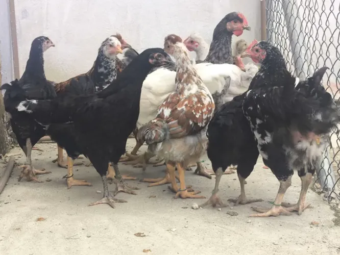 Frangos e frangas GSB 