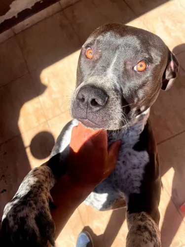 Vendo Pit monster 9 meses fêmea com pedigree vacinada e vermifugada
