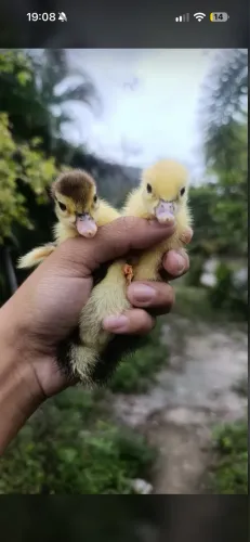 Filhotes de Patos (Casal)