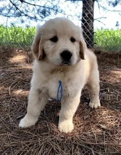Golden Retriever - Um Filhote Feito Para Quem Procura O Melhor 
