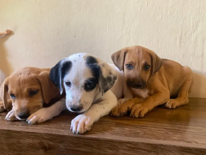 Cachorrinhas para adoção URGENTE