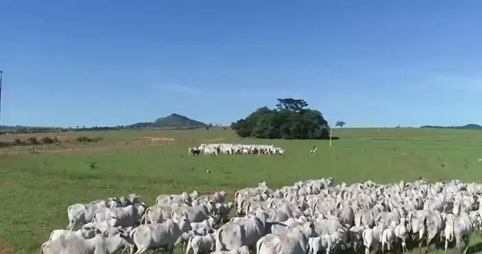 R$190 milhões Fazenda 2.471 alqueires à Venda, Caiapônia - GO