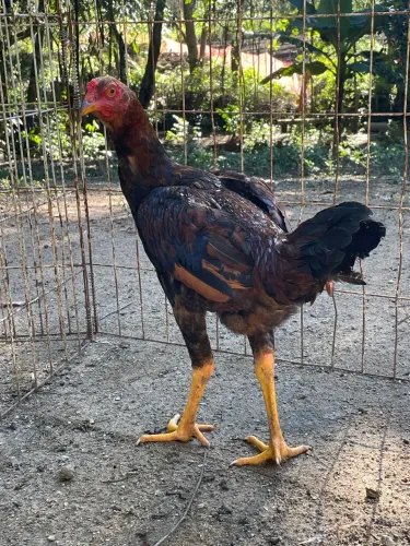 FRANGO FINO 