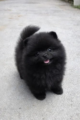 Spitz Alemão macho pedigree cbkc 10x sem juros