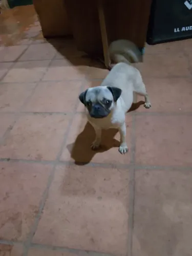 Vendo filhote de Pug Fêmea com 8 meses $2.000