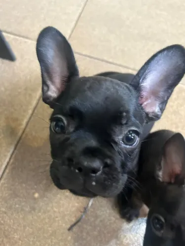 Filhotes de Bulldog francês 