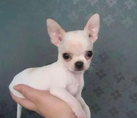 CHIHUAHUA PELO CURTO