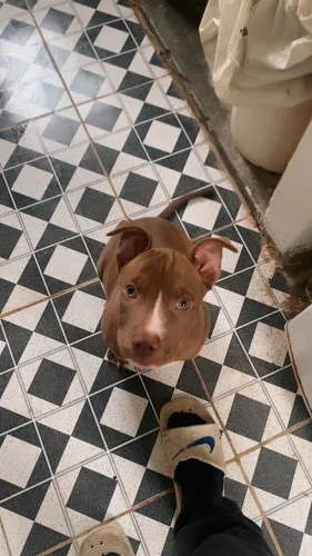 Filhote de Pitbull terrier puro 